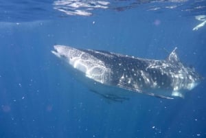From Lombok,Sumbawa Whale Shark Tour 2D1N