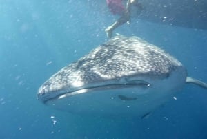 From Lombok,Sumbawa Whale Shark Tour 2D1N