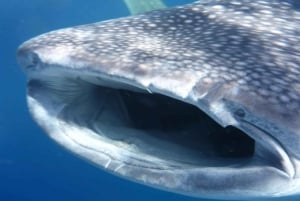 From Lombok,Sumbawa Whale Shark Tour 2D1N