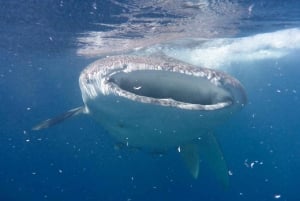From Lombok,Sumbawa Whale Shark Tour 2D1N