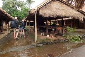 Full day tour from Mataram or Senggi to senaru waterfalls