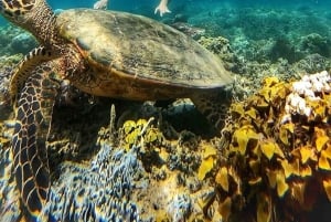 Gili Air: Private Snorkeling in 4 Spots with GoPro Camera