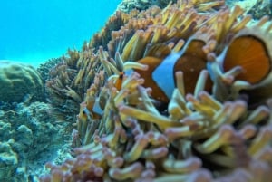 Gili Air: Sharring Snorkeling Experience by Boat