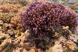 Gili Air: Small-Group Snorkeling Tour with GoPro