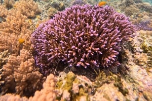 Gili Air: Small-Group Snorkeling Tour with GoPro