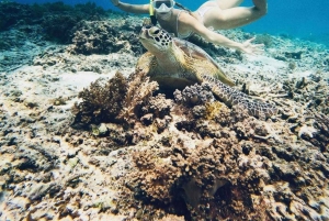 Gili Air: Snorkeling 3 Gili Islands with Shared/Private Boat