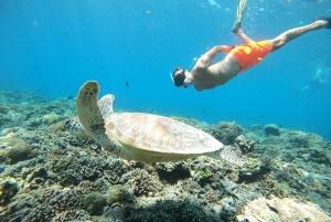 Gili Air: mergulho com snorkel, natação com tartaruga e estátua