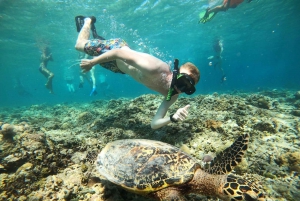 Gili Air : Plongée avec masque et tuba, nage avec tortue et statue