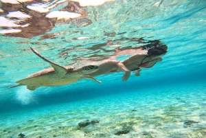 Gili Air : Snorkelen zwemmen met schildpad & standbeeld