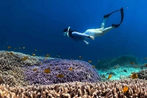 Gili Air : Snorkling Simning med sköldpadda och staty