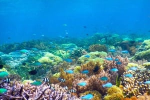 Gili Air/Trawangan: Gilian Giliang: Glass-Bottom Boat Tour with Snorkeling