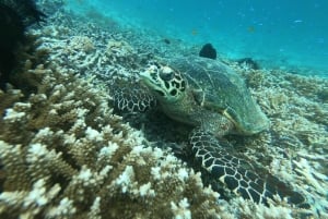 Gili Air/Trawangan: Glass-Bottom Boat Tour with Snorkeling