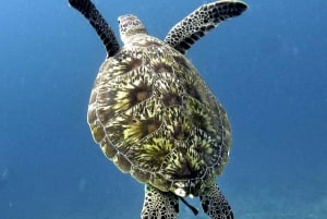 Gili Air/Trawangan: Glass-Bottom Boat Tour with Snorkeling