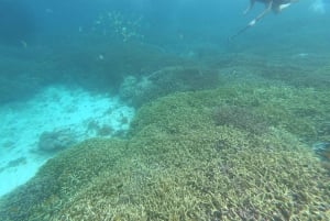 Gili Air/Trawangan: Glass-Bottom Boat Tour with Snorkeling