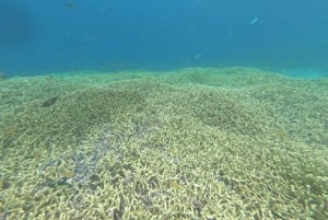 Gili Air/Trawangan: Glass-Bottom Boat Tour with Snorkeling