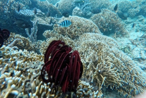 Gili Asahan: Ontsluit het exclusieve paradijseiland van Lombok