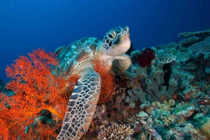 Isole Gili: Tour in battello di 3 isole con barbecue e snorkeling di un giorno