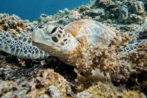 Wyspa Gili: Grupowa lub prywatna wycieczka snorkelingowa