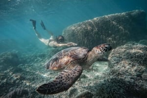 Gili Island: Gruppe eller privat snorkeltur