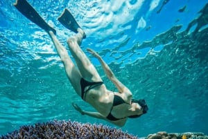 Gili Island: Gruppe eller privat snorkeltur