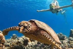 Van Gili eiland: Groep/Share snorkeltour 3 eilanden