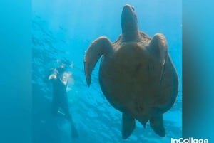 Från Gili Island: Grupp / delad snorklingstur 3 öar