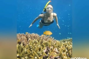 Fra Gili Island: Gruppe/del snorkeltur 3 øer