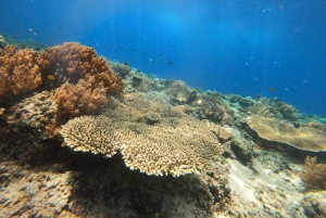 Gili Island : Private Snorkeling Tour 3 Gili Island + GOPRO