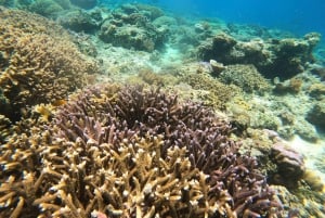 Gili Island : Private Snorkeling Tour 3 Gili Island + GOPRO