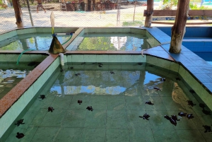 Snorkling på Gili Island: Gili Trawangan, Meno och Air