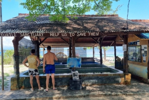 Snorkling på Gili-øyene: Gili Trawangan, Meno og Air