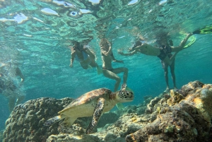 Snorkling på Gili-øyene: Gili Trawangan, Meno og Air