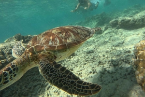 ギリ島シュノーケリング：ギリ・トラワンガン、メノ、エア