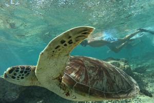 Snorkling på Gili-øerne: Gili Trawangan, Meno og Air