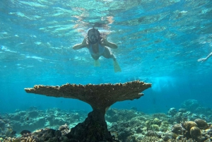 Snorkling på Gili-øyene: Gili Trawangan, Meno og Air