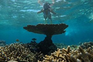 Snorkling på Gili-øerne: Gili Trawangan, Meno og Air