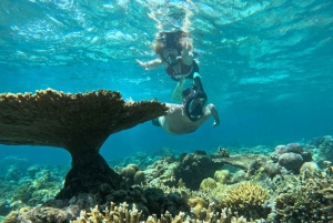 Snorkling på Gili-øyene: Gili Trawangan, Meno og Air