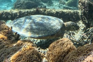 Gili island Snorkelling by private glass bottom boat