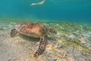 Gili island Snorkelling by private glass bottom boat