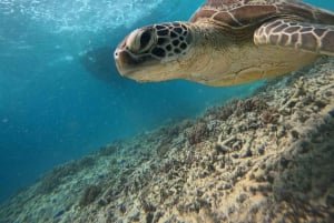 Gili island Snorkelling by private glass bottom boat