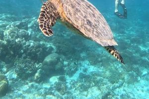 Gili island Snorkelling by private glass bottom boat