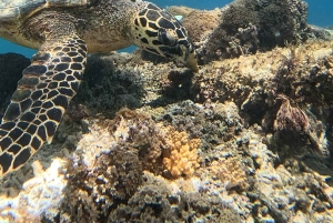 Gili island Snorkelling by private glass bottom boat