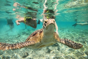 Gili island Snorkelling by private glass bottom boat