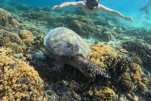 Gili island Snorkelling by private glass bottom boat