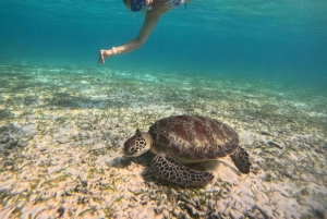 Gili island Snorkelling by private glass bottom boat