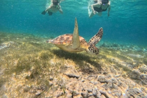 Gili island Snorkelling by private glass bottom boat