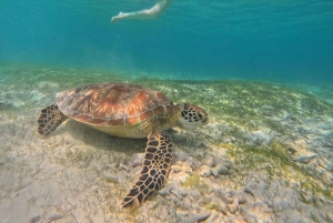 Gili island Snorkelling by private glass bottom boat