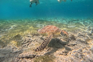 Gili island Snorkelling by private glass bottom boat