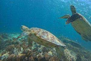Gili island Snorkelling by private glass bottom boat