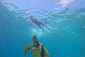 Gili island Snorkelling by private glass bottom boat